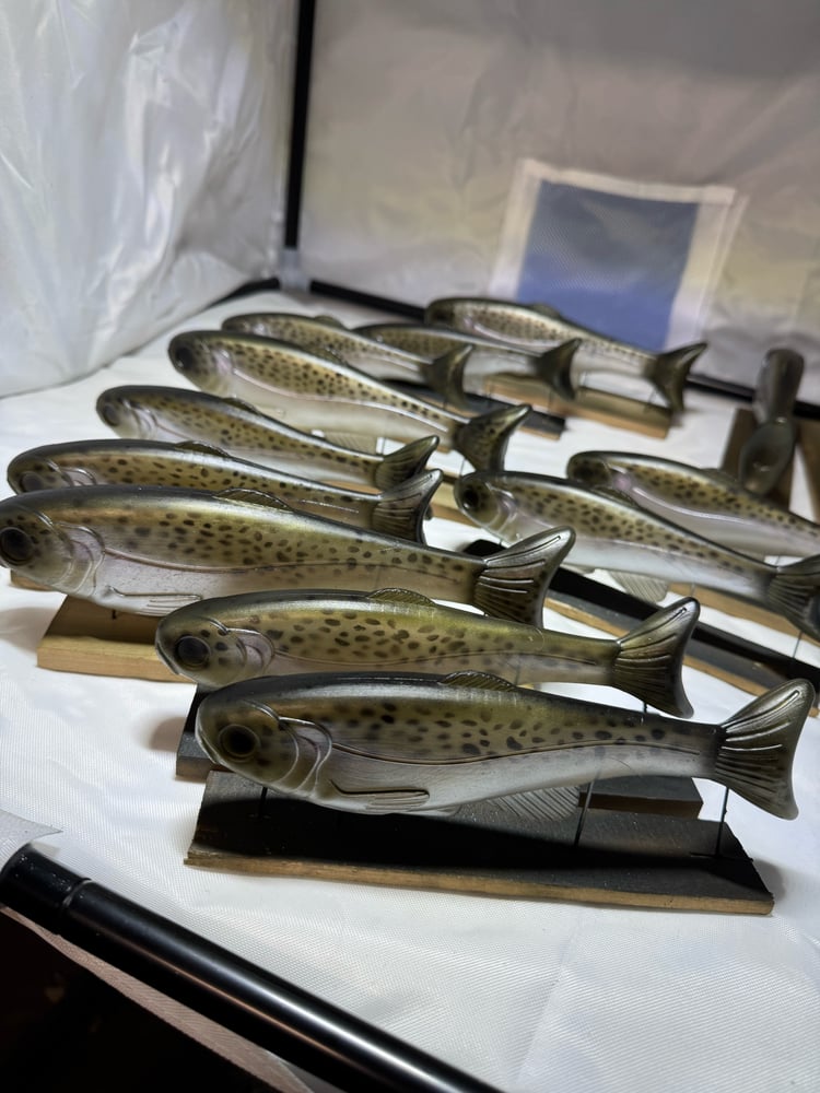 Roma Trout - Rainbow Trout - Image 3