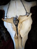 Embellished Goat - Jawbone Necklace