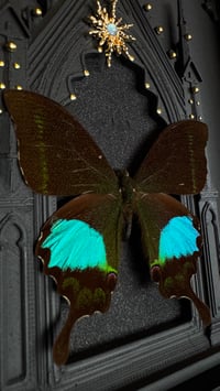 Image 2 of Papilio Paris