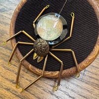 Image 4 of Amapnid (a, 3.5 inches) 