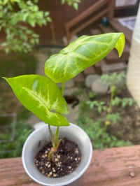 Image 4 of Arrowhead Plant in Unique Tuba Mug