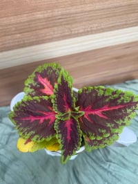 Image 2 of Polka Dot Plant in Josephine Currie Woman Creamer 