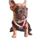 Image 2 of Frenchie 