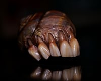 Image 9 of Dental Snull sculpture- dark walnut color, OOAK