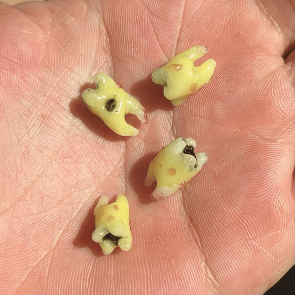 Image of Tiny Teeth Two Packs 