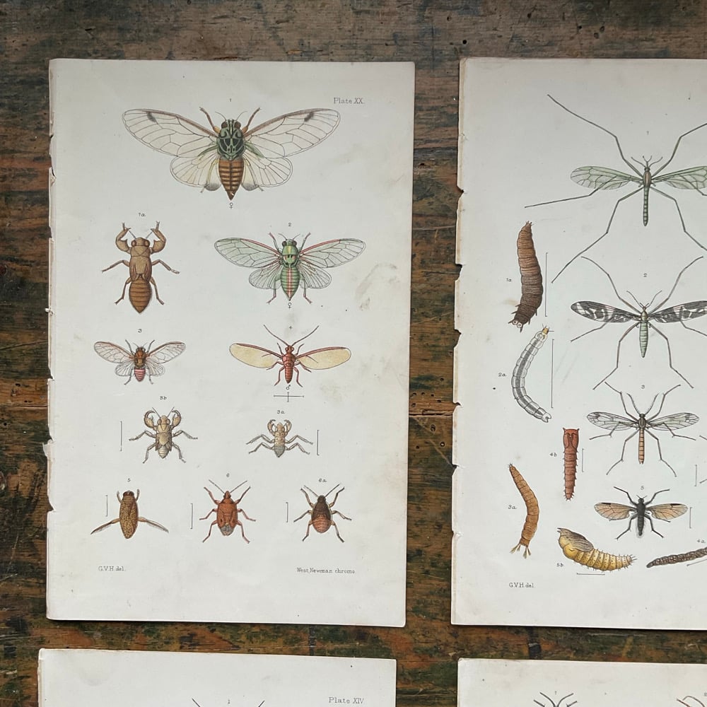 Image of Bugs no.3