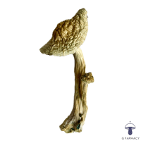 APE REVERT MAGIC MUSHROOMS