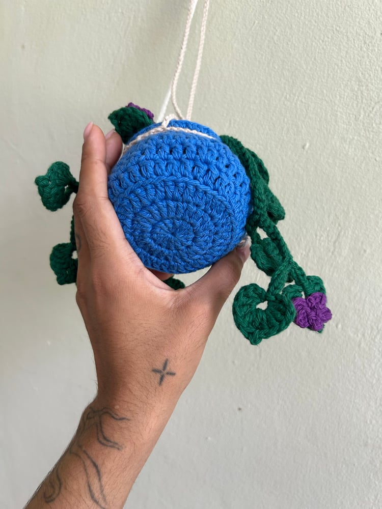 Image of ✧Hanging Bellflower Plant