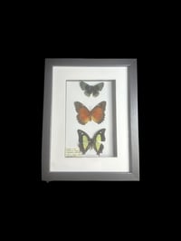 Image 1 of 3x butterfly frame 2