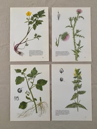 Image 5 of Illustrations botaniques (x4)