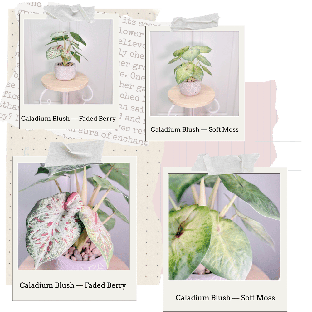 Image of Caladium Blush × Embossed Cement Pot