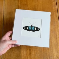 Sara Longwing Butterfly - Giclee Print