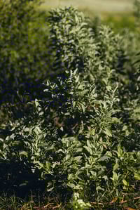 Image 5 of White Sage