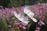 Image 1 of Magnolia & Peony