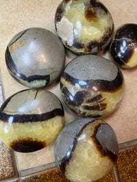 Septarian Palmstone