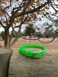 Lime green - Small/Puppy