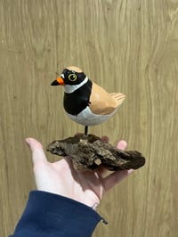 Image 2 of Ringed Plover