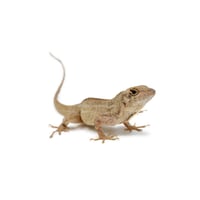 Adult Feeder Anoles 