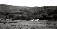 Image 1 of Connemara Horses 