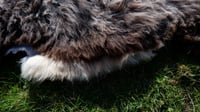 Image 4 of Harting Black Sheepskin #1