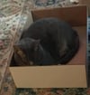 $10-$20 Box