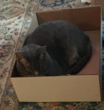 $10-$20 Box