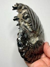 Image 7 of Black Ammonite Fossil With Pyrite #2439