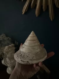 Image 4 of Grand coquillage trochus de cabinet de curiosité, 12cm de diamètre