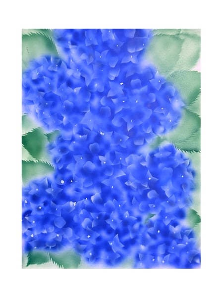 Image of Hortensia - 1 massif