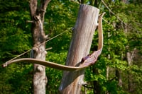 Image 3 of 2023-4: Left Handed Maple Hybrid