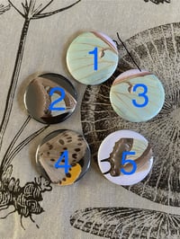 Image 2 of Real butterfly wing buttons 32 mm