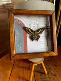 Image 1 of Victorian butterfly box 