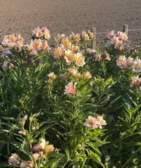 Image 1 of Alstromeria Summer Sky - bare root