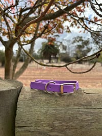 Cyan Purple - Small/Puppy