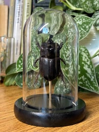 Image 1 of rhino beetle dome