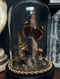 Image 5 of Red Admiral & Bumblebee Dome