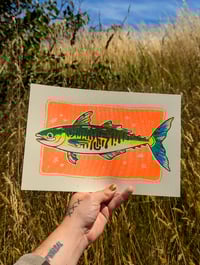 Image 1 of CMY Mackerel