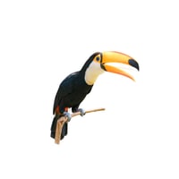 Toco Toucan