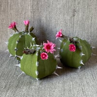 Image 1 of Cactus 