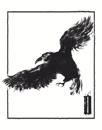 Image 1 of Observant Crow