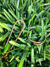 Image 1 of Wild Copper Roots