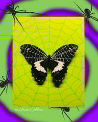 Image 1 of Tattooed Butterfly