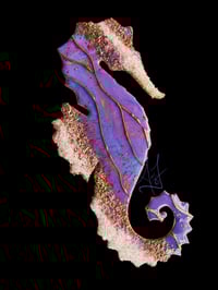 Image 1 of King of Kauai