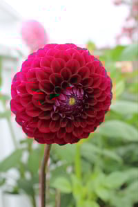 Florelie Queen Of Hearts