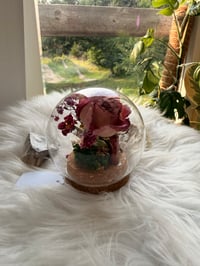 Image 5 of Glass Cork Cloche No. I