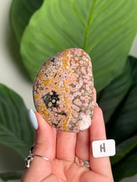Image 8 of XL CHOOSE YOUR OWN ORBICULAR VEINLESS OCEAN JASPER PALM STONES -MADAGASCAR- 
