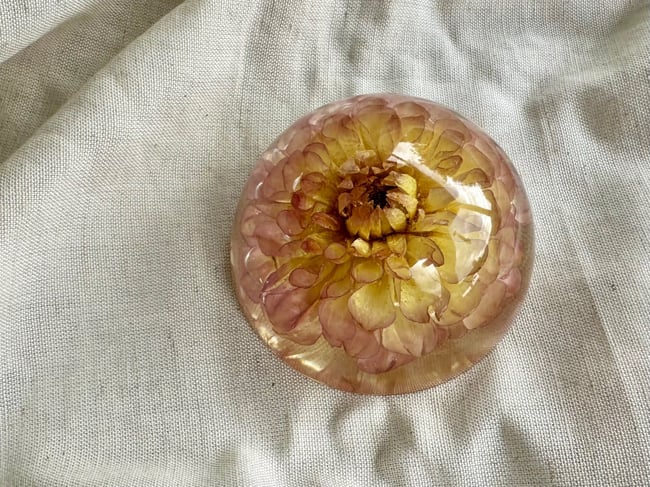 Flower Dome - Dahlia