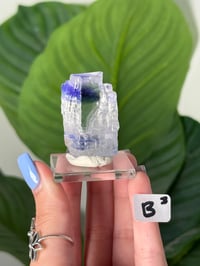 Image 2 of BLUE HALITES -TURKEY- LOT 3