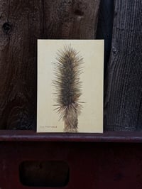 Image 1 of Joshua Tree Study 04