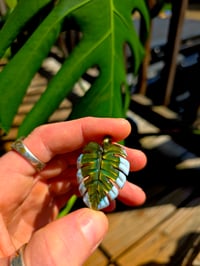 Image 2 of Mini variegated monstera pendant (uv reactive).